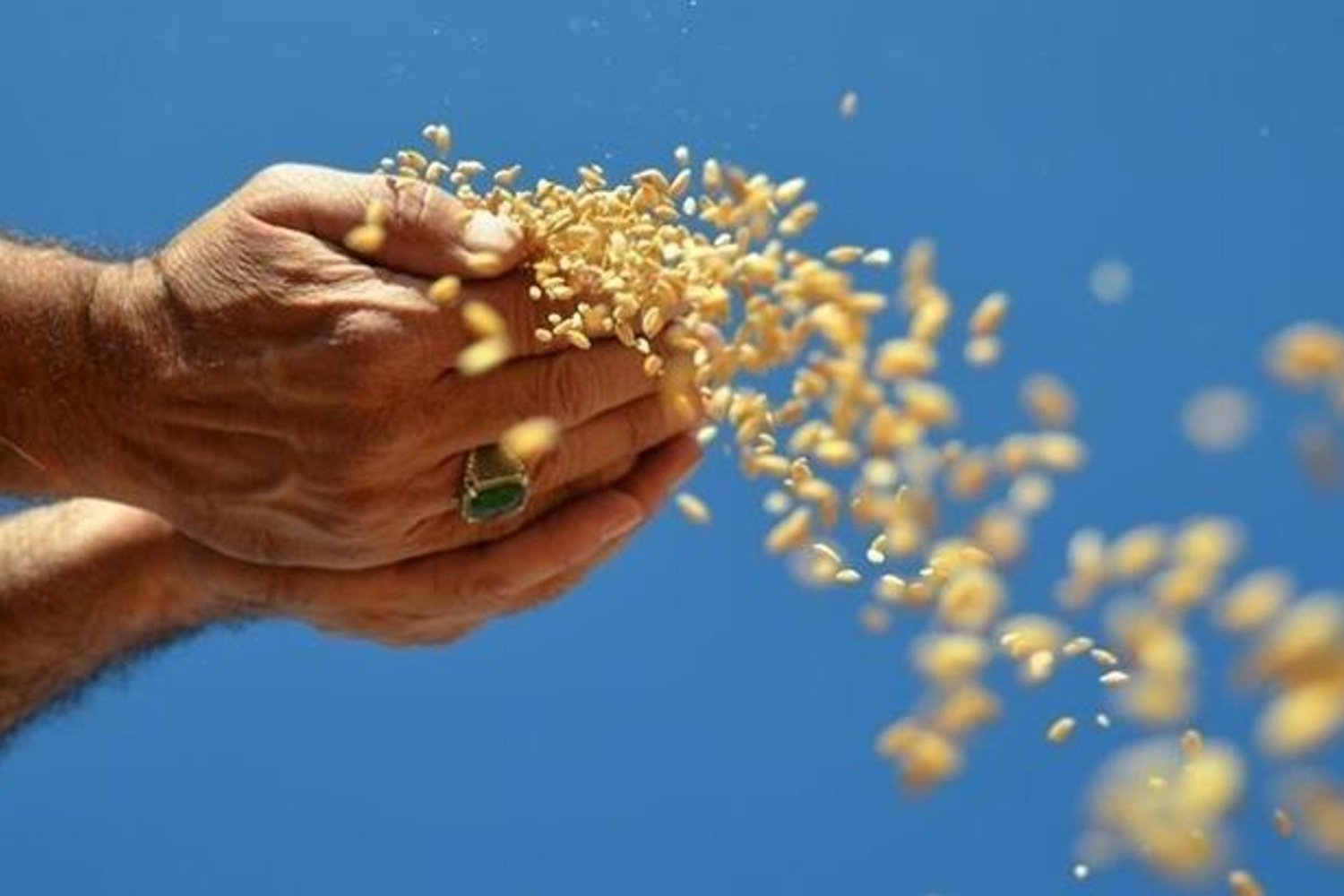 Türkiye'nin Hububat İhracatı 929 Milyon Doları Aştı