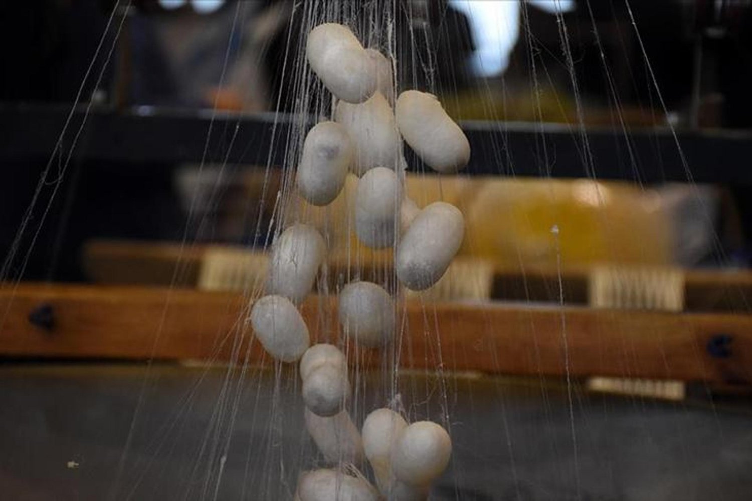 İpekböcekçiliğinde Yüzde 38,4 Artışla 118 Ton Yaş Koza Üretimi