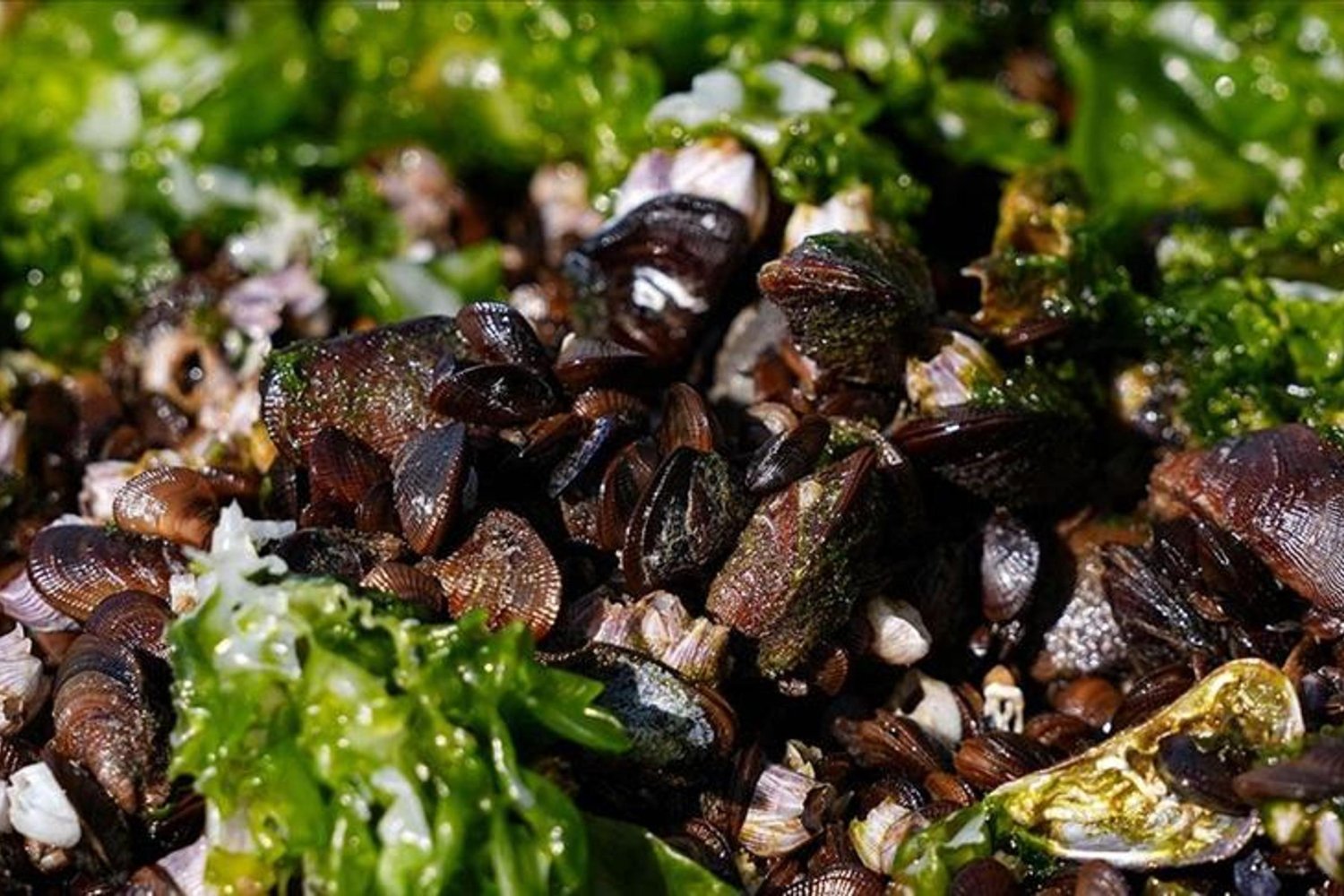 İzmir'de Midyelerde Hepatit A ve Norovirüs İddiası Çözüm Sürecine Giriyor