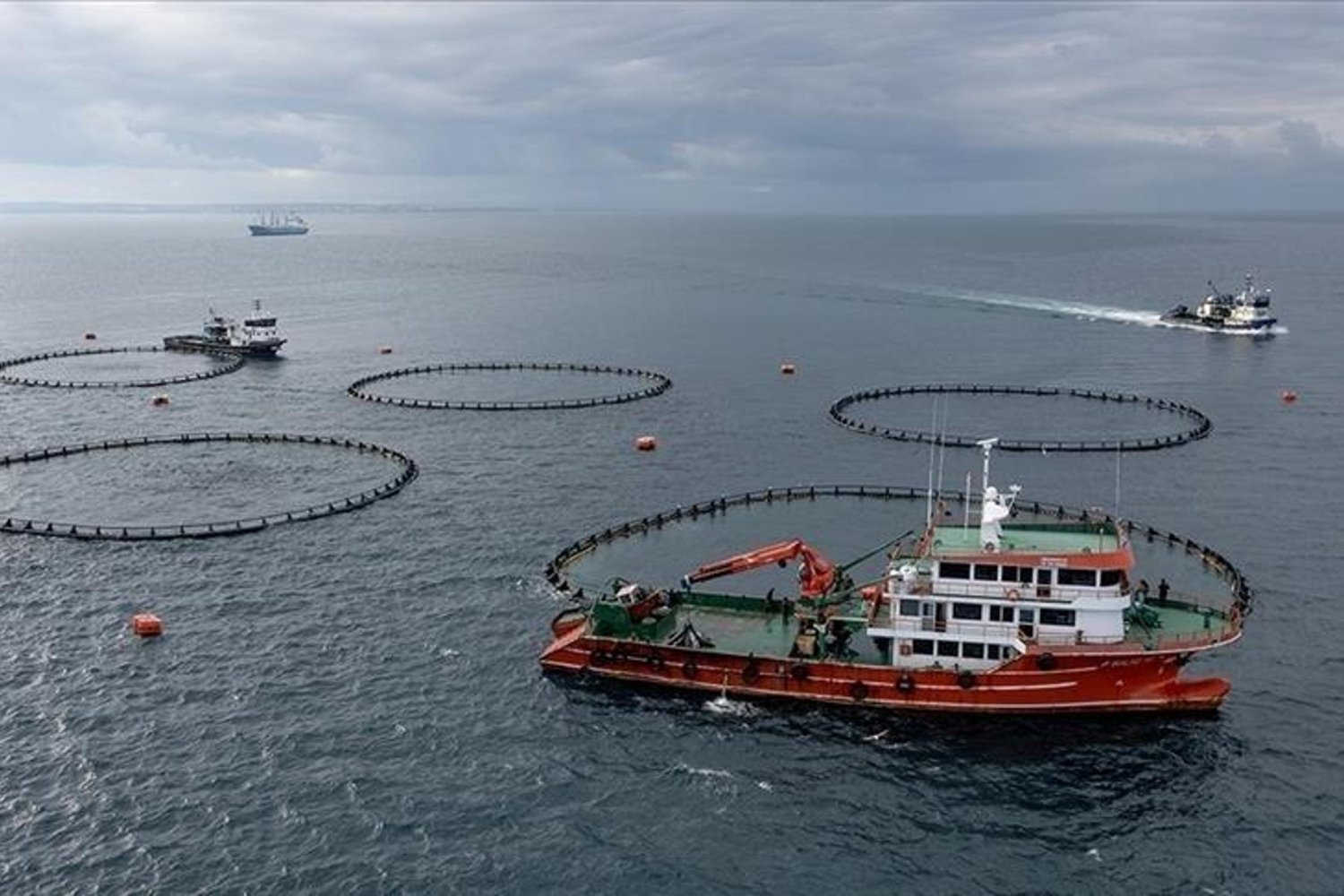 Karadeniz Su Ürünleri İhracatı Yıllık Yüzde 46 Artış Gösterdi