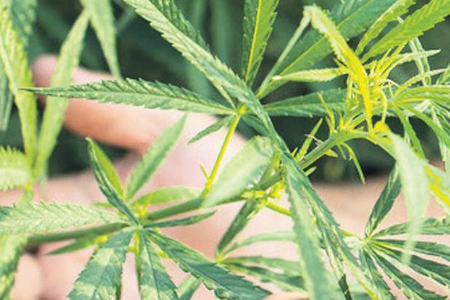 Kenevir Yetiştiriciliğinde Yeni Düzenleme ve İl İl Sınırlamalar