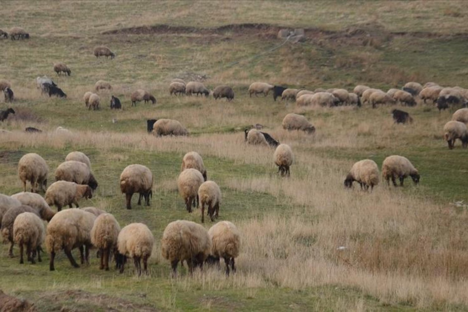 Kırsalda Küçükbaş Hayvancılık Destekleriyle Tarımda Yeni Dönem Başlıyor