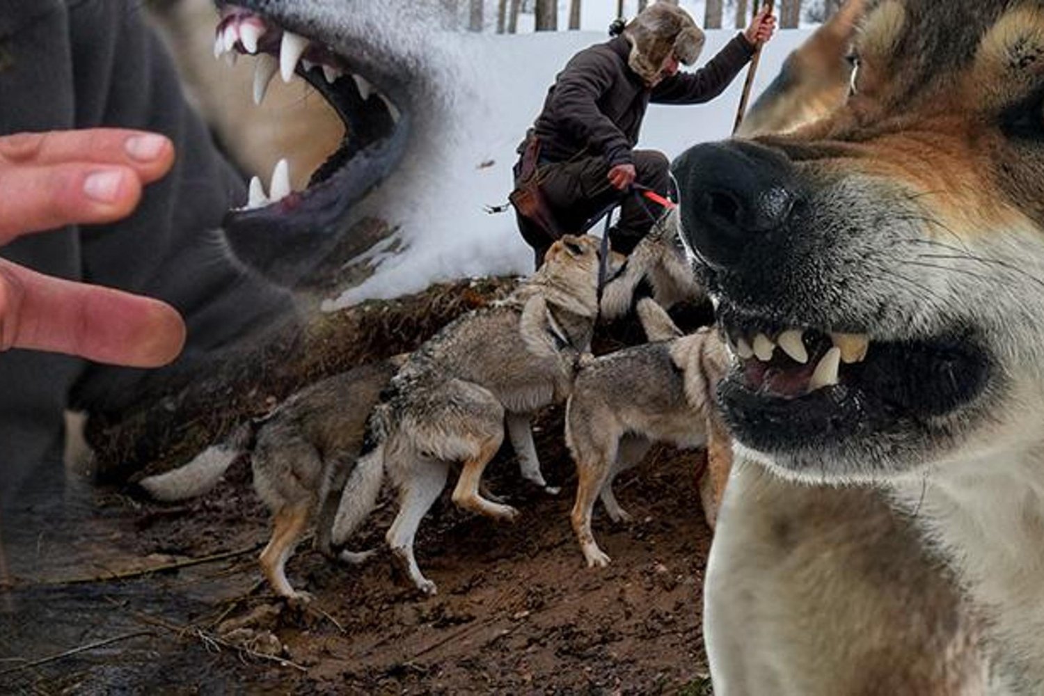 Doğayla İç İçe Yaşam: Sivas'ta Yaban Hayatı ve Yasal Şahin Üretimiyle Dikkat Çekiyor