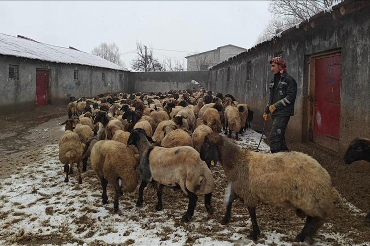 Hayvancılıkta Desteklerle Muş'ta Bigisayar ve Küçükbaş Hayvanlarda Artış
