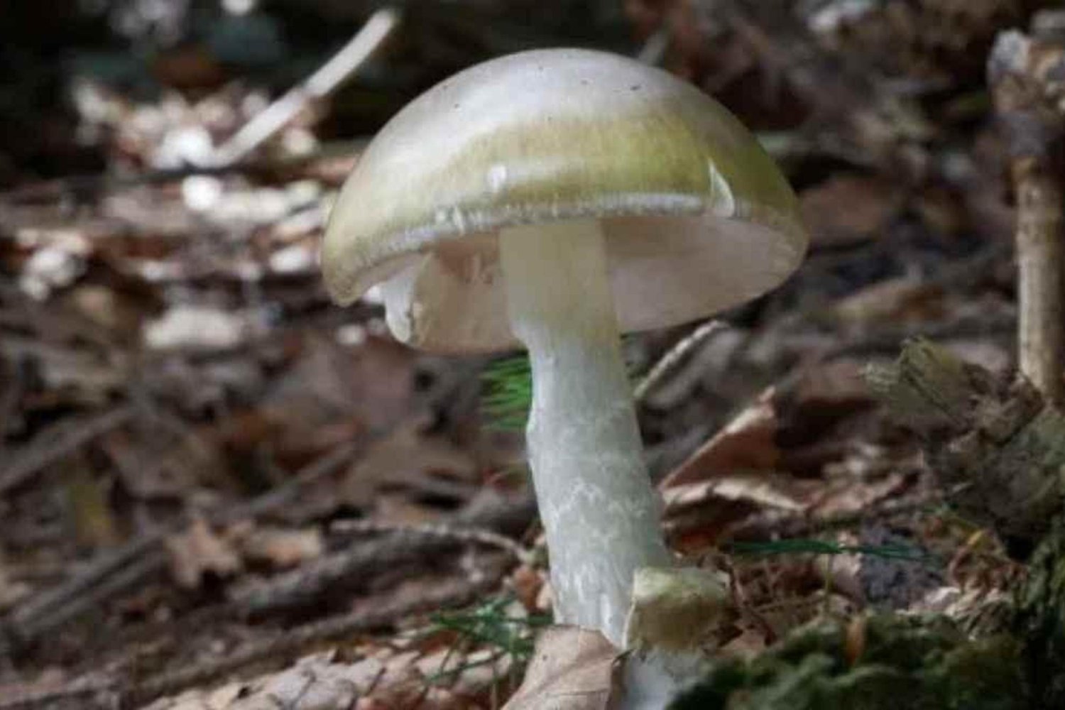 Killer Mantar Alarmı: Kaliforniya'da Ölüm Şapkası Mantarları Artıyor