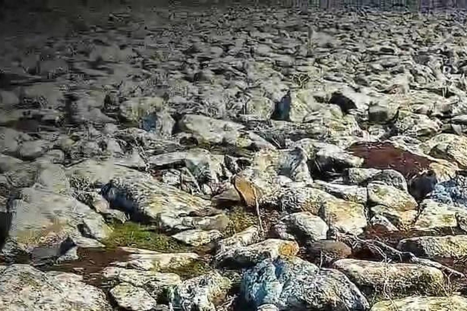 Viranşehir'de Silah Kaçakçılığına Darbe: 8 Silah ve 8 Şüpheli Gözaltında