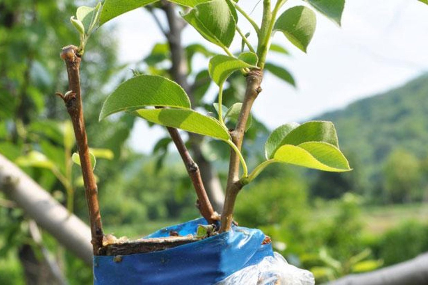 Şırnak'ta Meyve Fidanlarıyla Tarımda Dev Adım: 409 Bin Fidan Destekleniyor