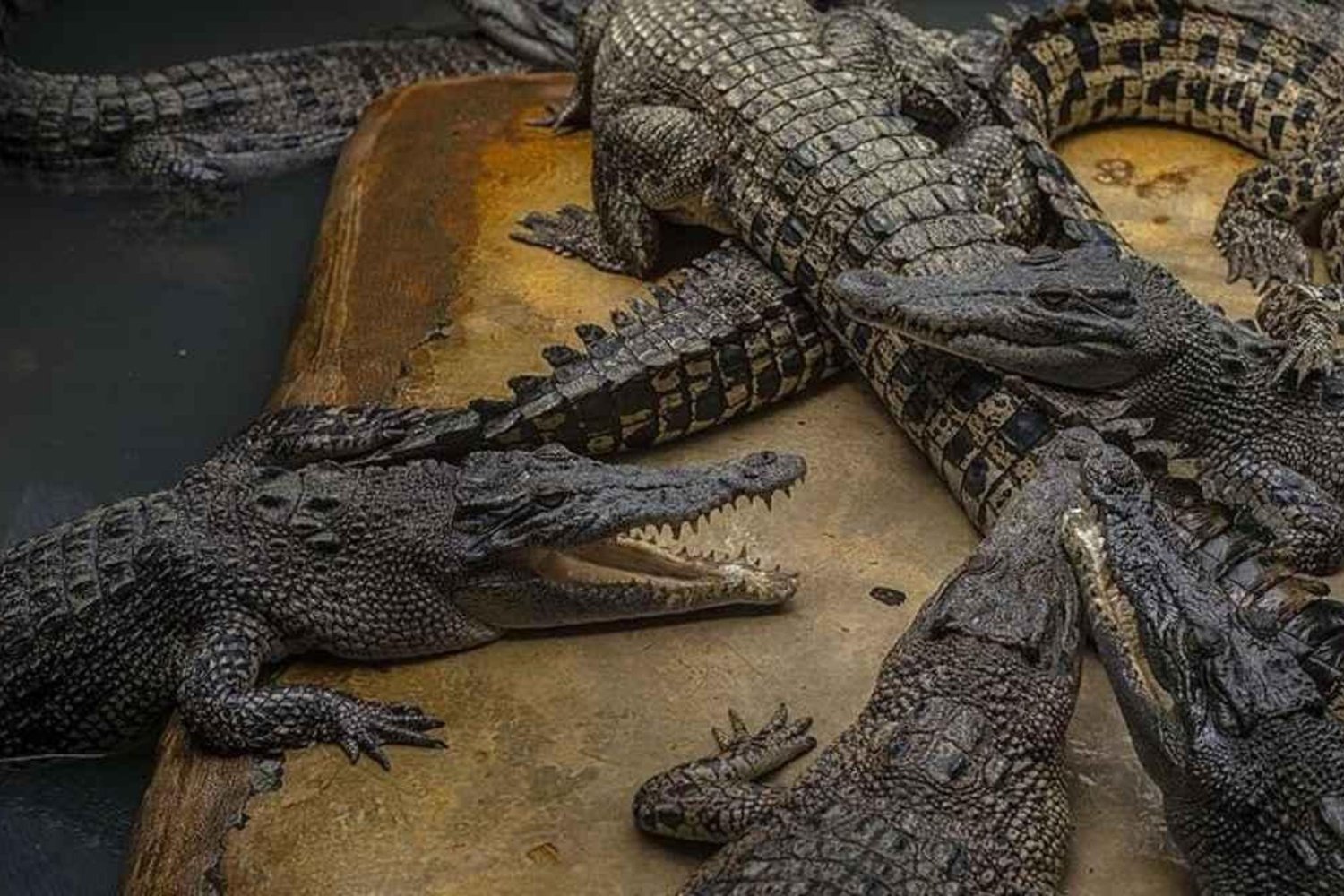 Florida’da 76 Yaşındaki Katil, Yeniden Yargılanıp Ömür Boyu Hapisle Cezalandırıldı