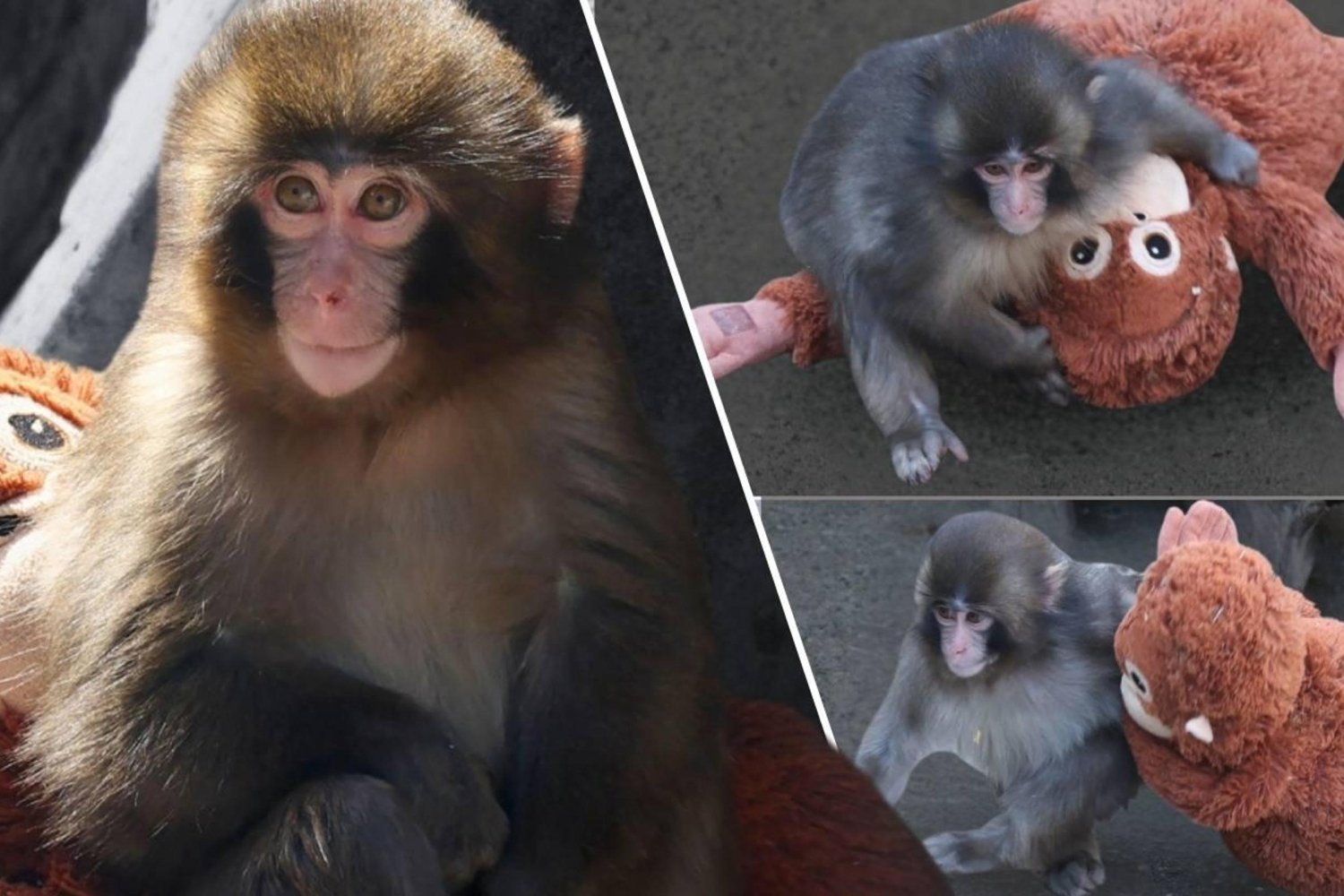 Japonya'da Anneden Ayırılan Makak Punch Peluş Oyuncağa Sarmalanıyor