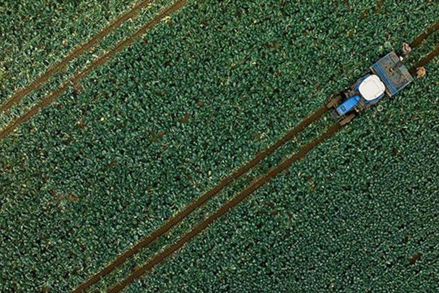 İklim Şartları Tarımda Güçlü Toparlanmayı Gösteriyor: Türkiye'de Yağışlar Artışta