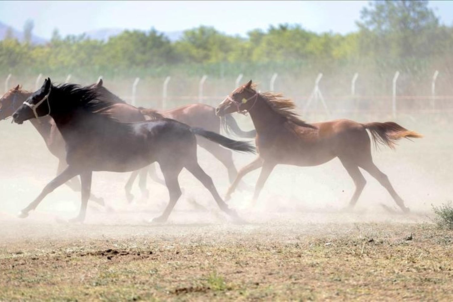 Olaylı Yarış Atları Kayıp İddialarına Malatya TİGEM'den Yalanlama