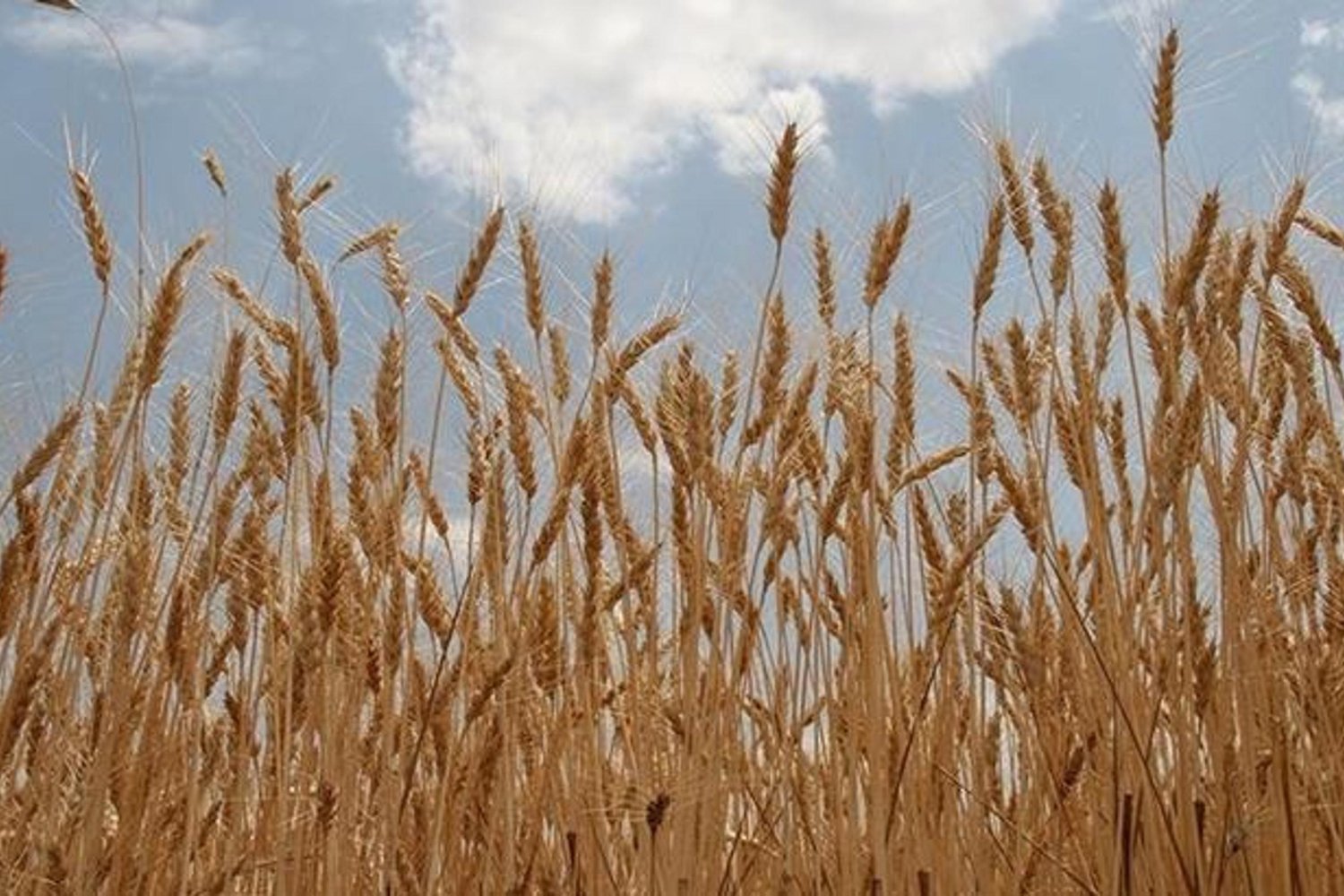 Hükümetten Tarım Sektörüne Destek: TMO’dan Serbest Satış Uygulaması