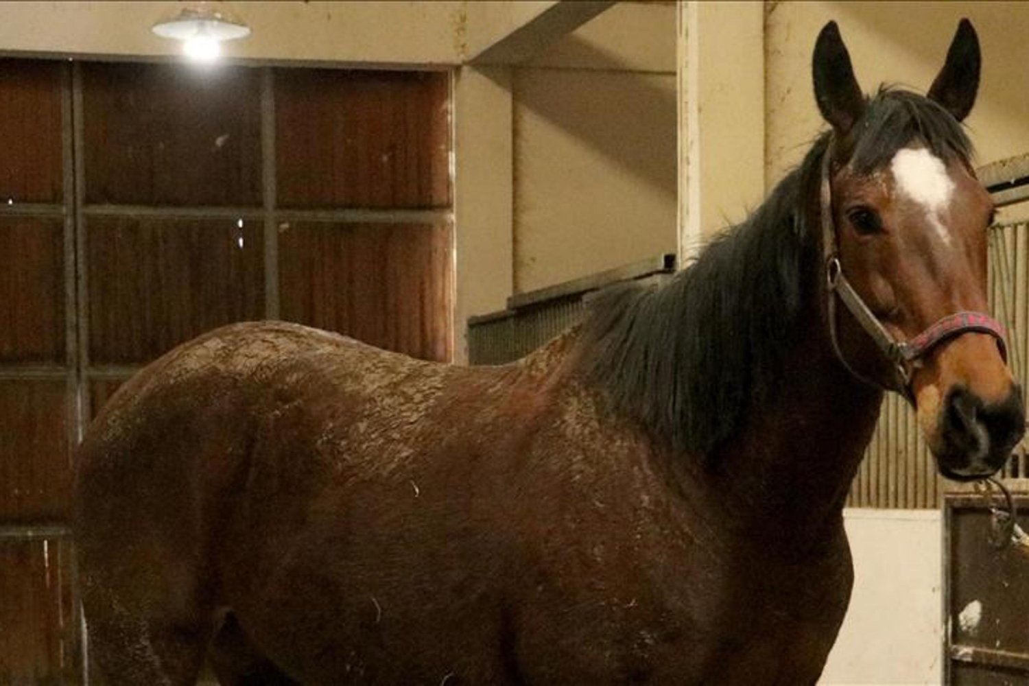 Tekirdağ'da Yatırım Çağrısı: Kısrak ve Tayı Açık Artırma ile Satışa Sunuluyor