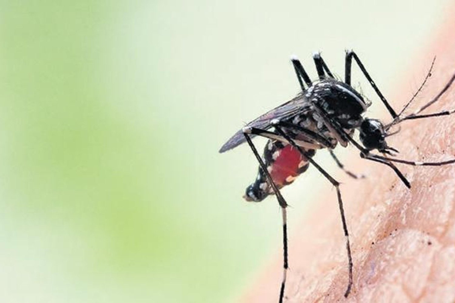 Avrupa'yı Tehdit Eden Tropikal Hastalıklar Küresel Isınmayla Yayılıyor