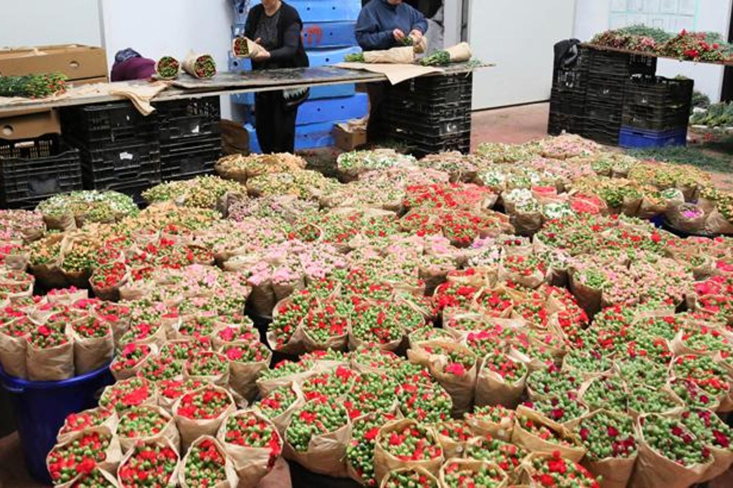 Süs Bitkileri ve Kesme Çiçek Sektöründe 2025 Zaferi! Antalya ve Isparta'nın Gücüyle Rekorlar Kırıldı