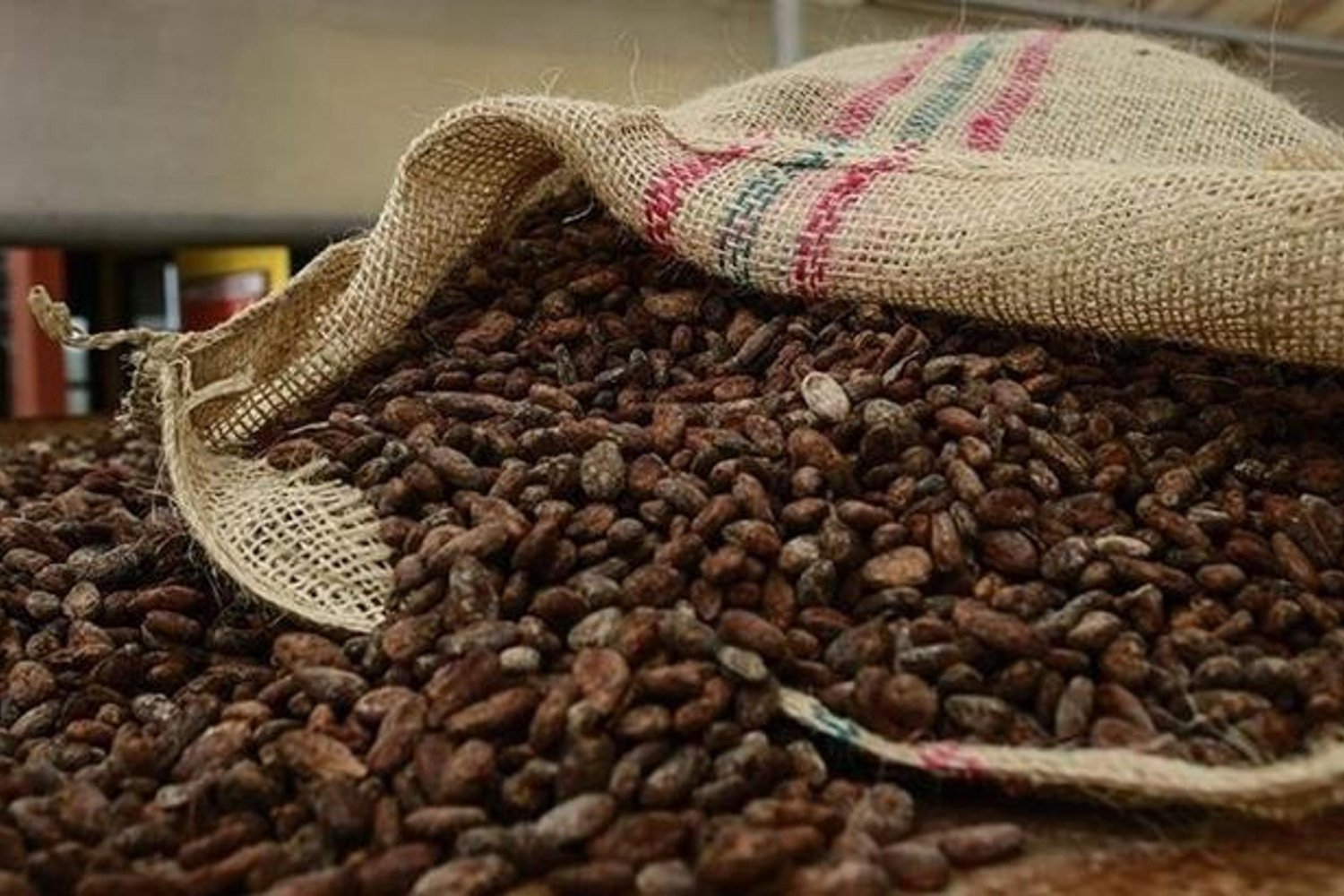 Kakao İhracatında Dev Artış: Türkiye'nin Yeni Potansiyeli