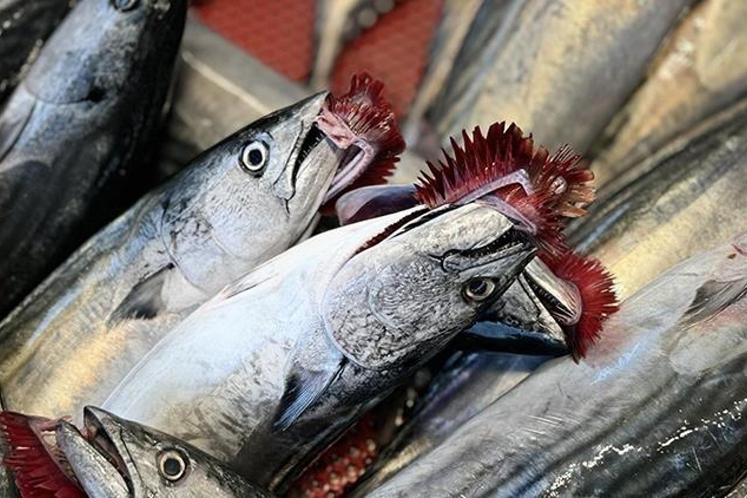 Türkiye'de Palamut Bolluğu 2024 ve 2025 Balıkçılık Trendleri