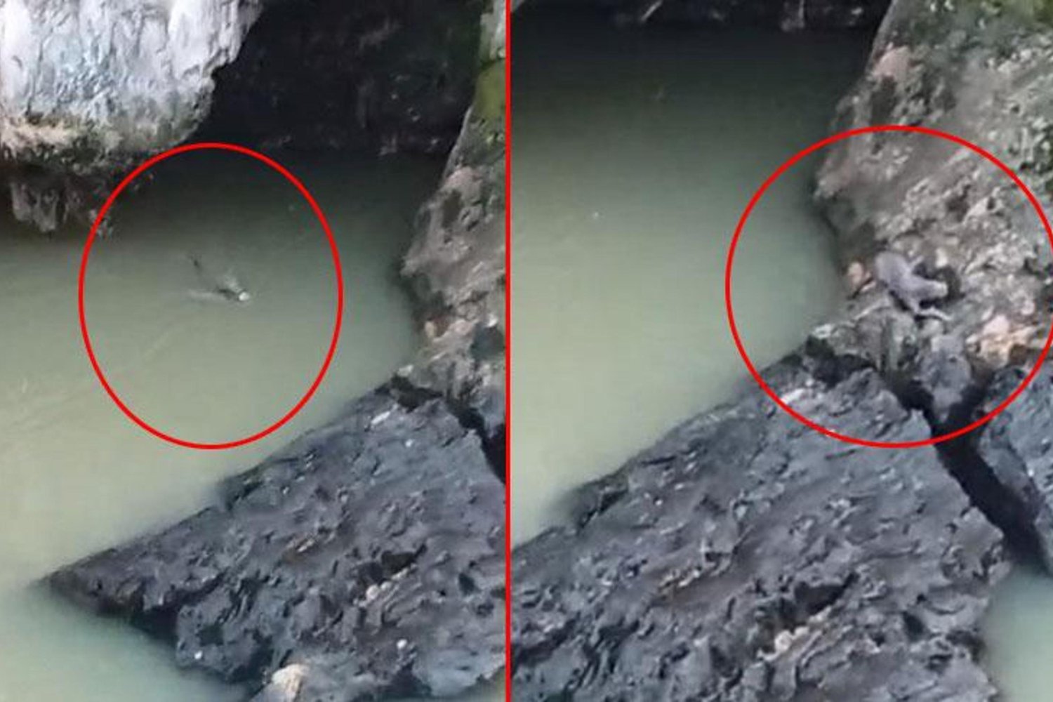 Elazığ’da Su Samuru Görüntülendi: Balık Avını Cep Telefonuyla Kaydettiler