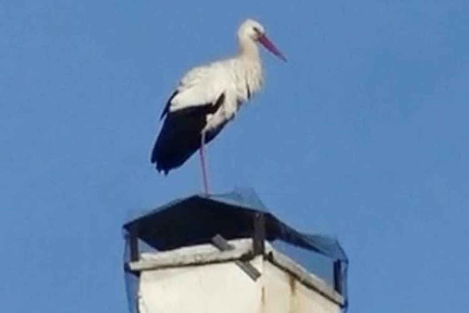 Ardahan'a Erken Gelen Leylekler Baharın Habercisi Oldu
