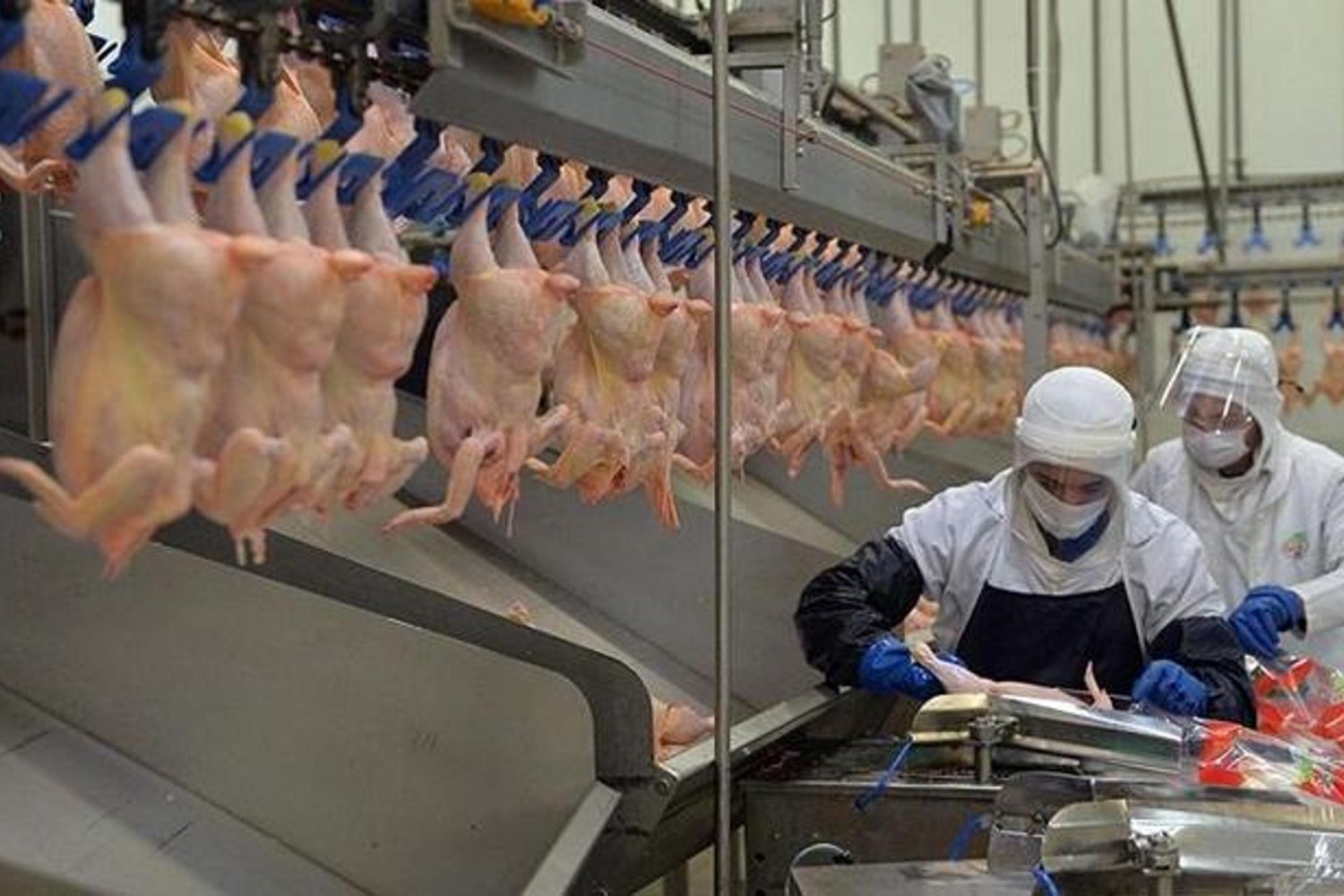 Kadın Tavuk Fiyatlarındaki Artış Sektörü Endişelendiriyor