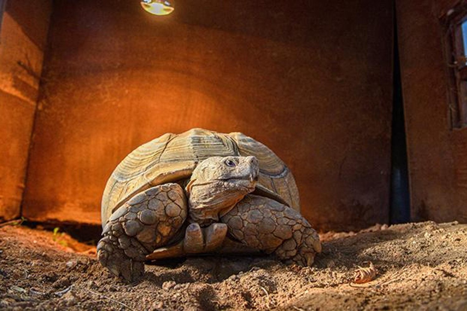 Antalya Doğal Yaşam Parkı'nda Yaşlı Kaplumbağa 'Sabi' İçin Arkadaş Aranıyor