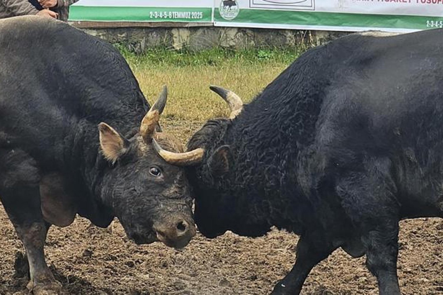 Artvin'de Geleneksel Boğa Güreşi Festivalleri Başlıyor: Beslenme ve Antrenmanlar Şekillendiriyor