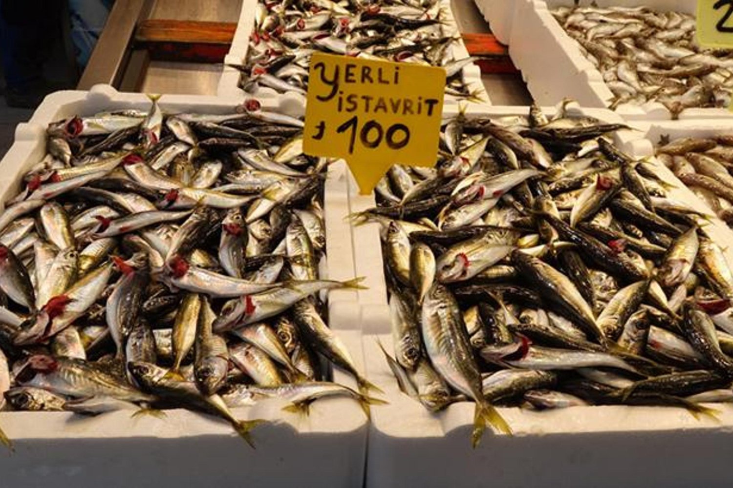 Balık Sezonu Son Değerlendirmesi: Hamsi Yerini Istavrite Bırakıyor, Av yasağı Yaklaşıyor