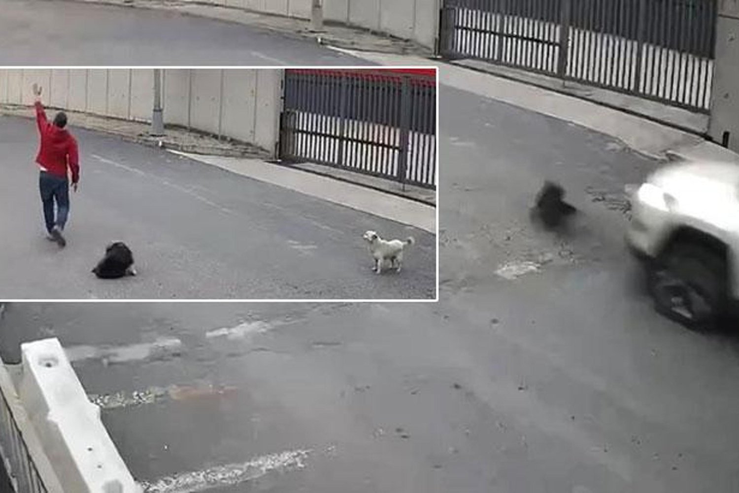 Köpek Kazası Güvenlik Kamerasında: Cip Sürücüsü Yoldan Uzaklaştı