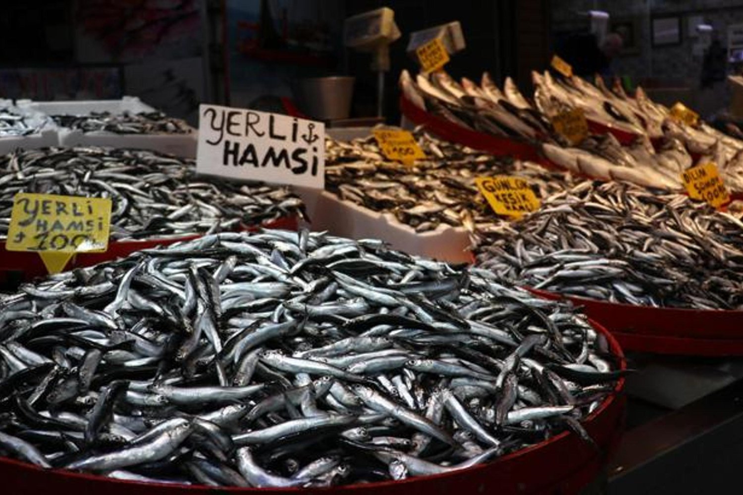 Balık fiyatları görenleri şaşırtıyor! Moloz balıkçı tezgahlarında uygun fiyatlar dikkat çekiyor