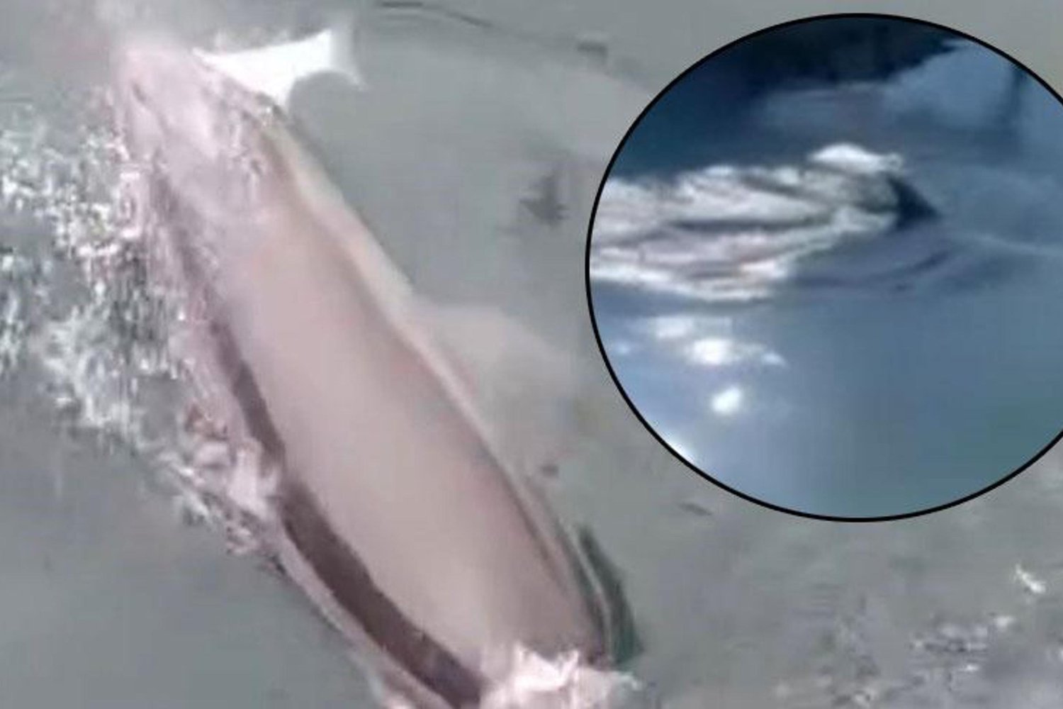 Bandırma Limanında Yunus Gösterisi: Balıkların Peşinde Sürükleyen Doğal Olay