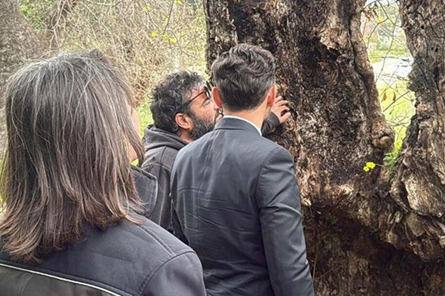 Bodrum'daki 2000 Yıllık Gizemli Çınar Ağacına İnceleme Başlatıldı