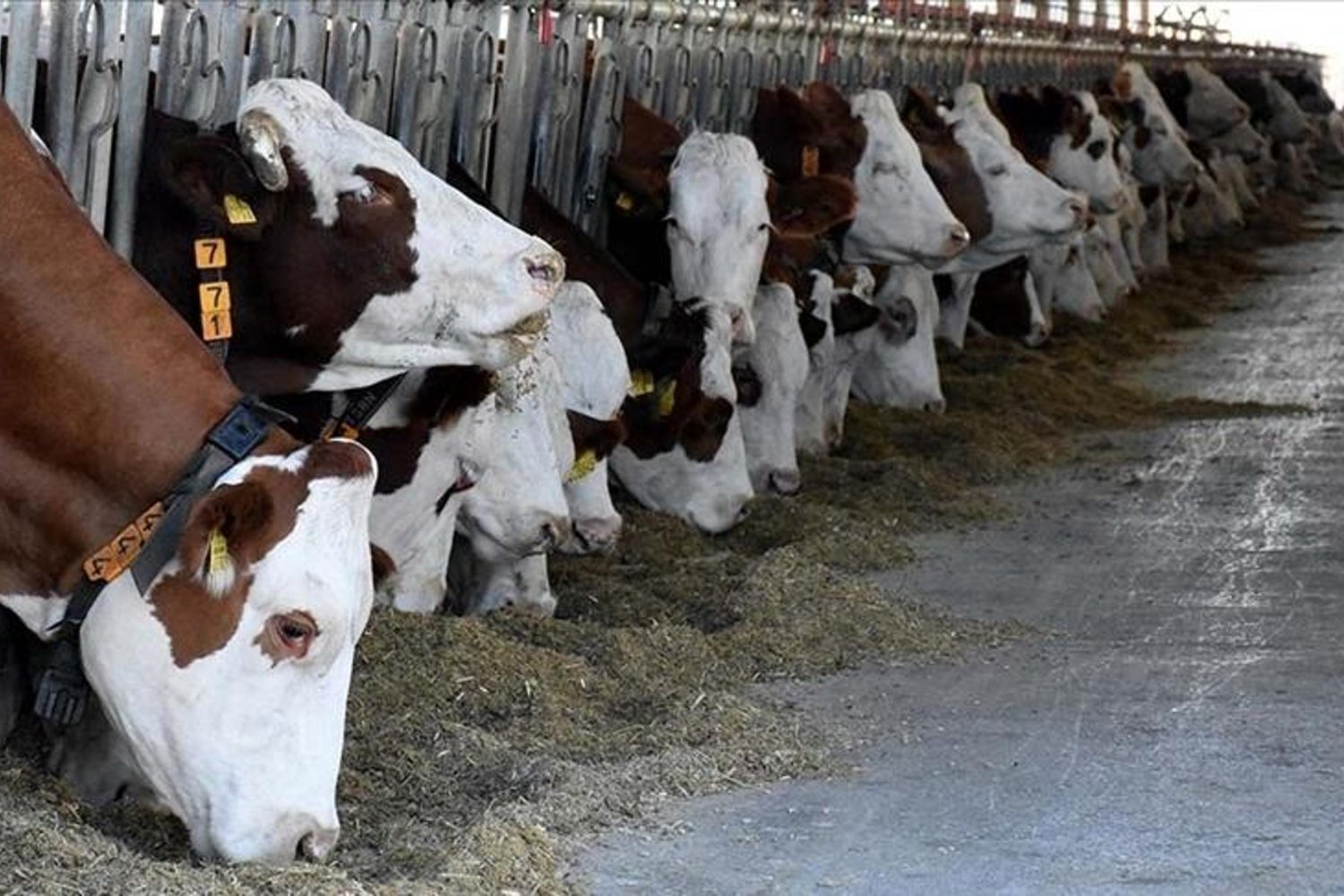 Hayvan Refahı İhlalleri Çorum'da İncelendi ve Cezalandırıldı