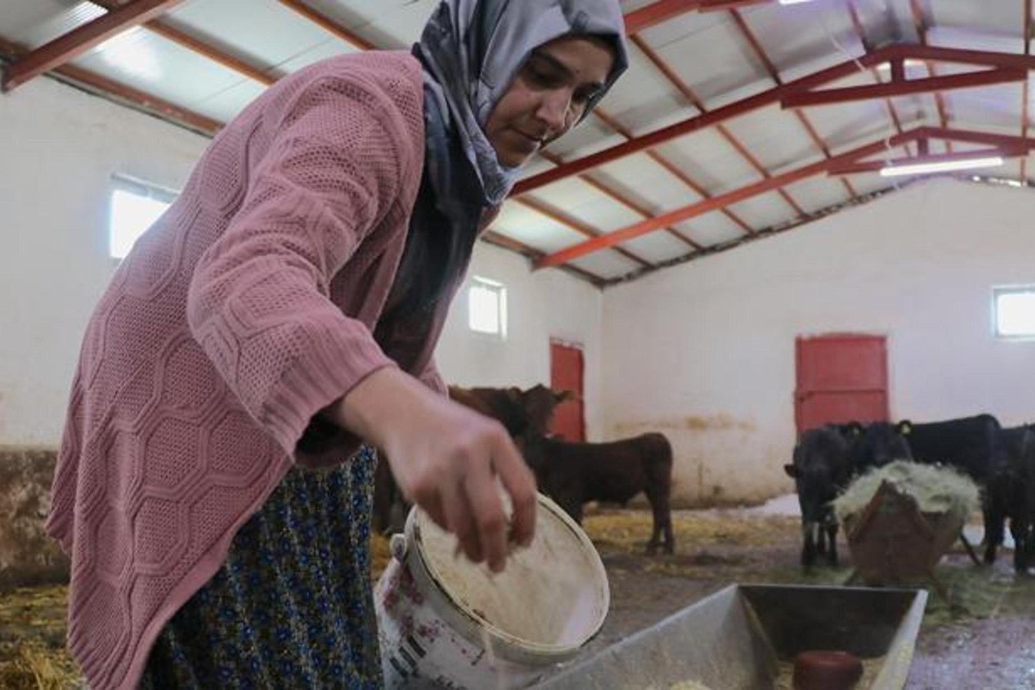 Kırsalda Destekle Hayvancılıkta Başarı Dorukta: 30 Hayvana Ulaşıldı!