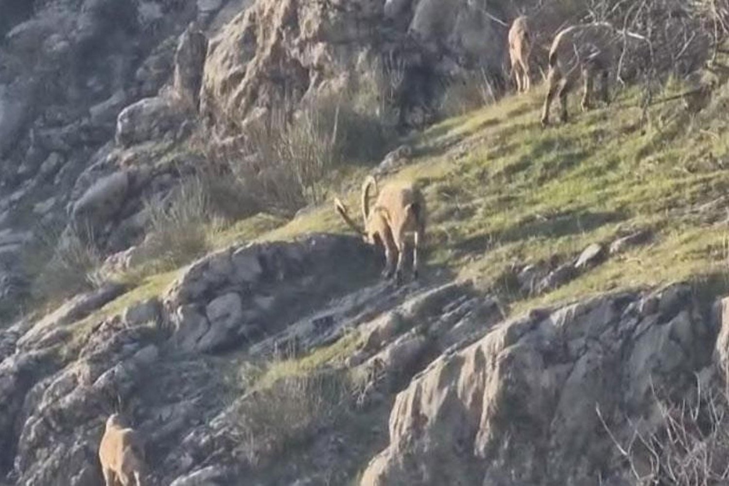 Saltepe Mahallesi'nde Dağ Keçisi Görüntüleri Görenleri Şaşırttı