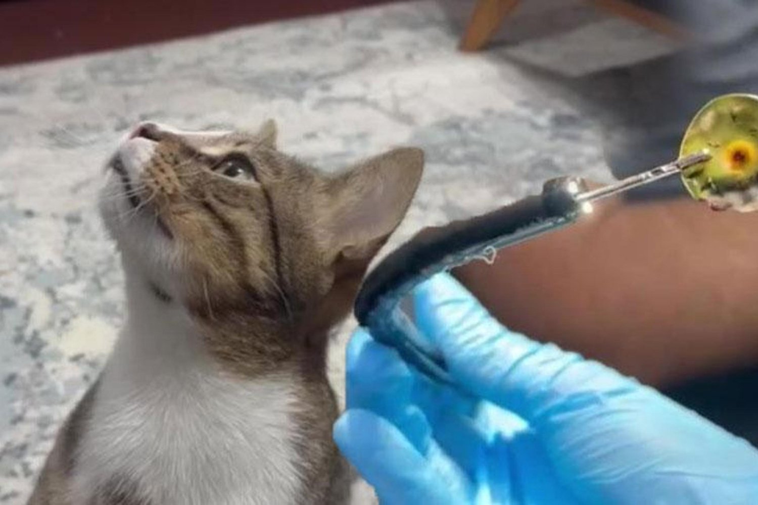 Kusma Şikayetiyle Gelen Mustafa Kedisinin Hayatını Kurtaran Tomografi Bulgusu!