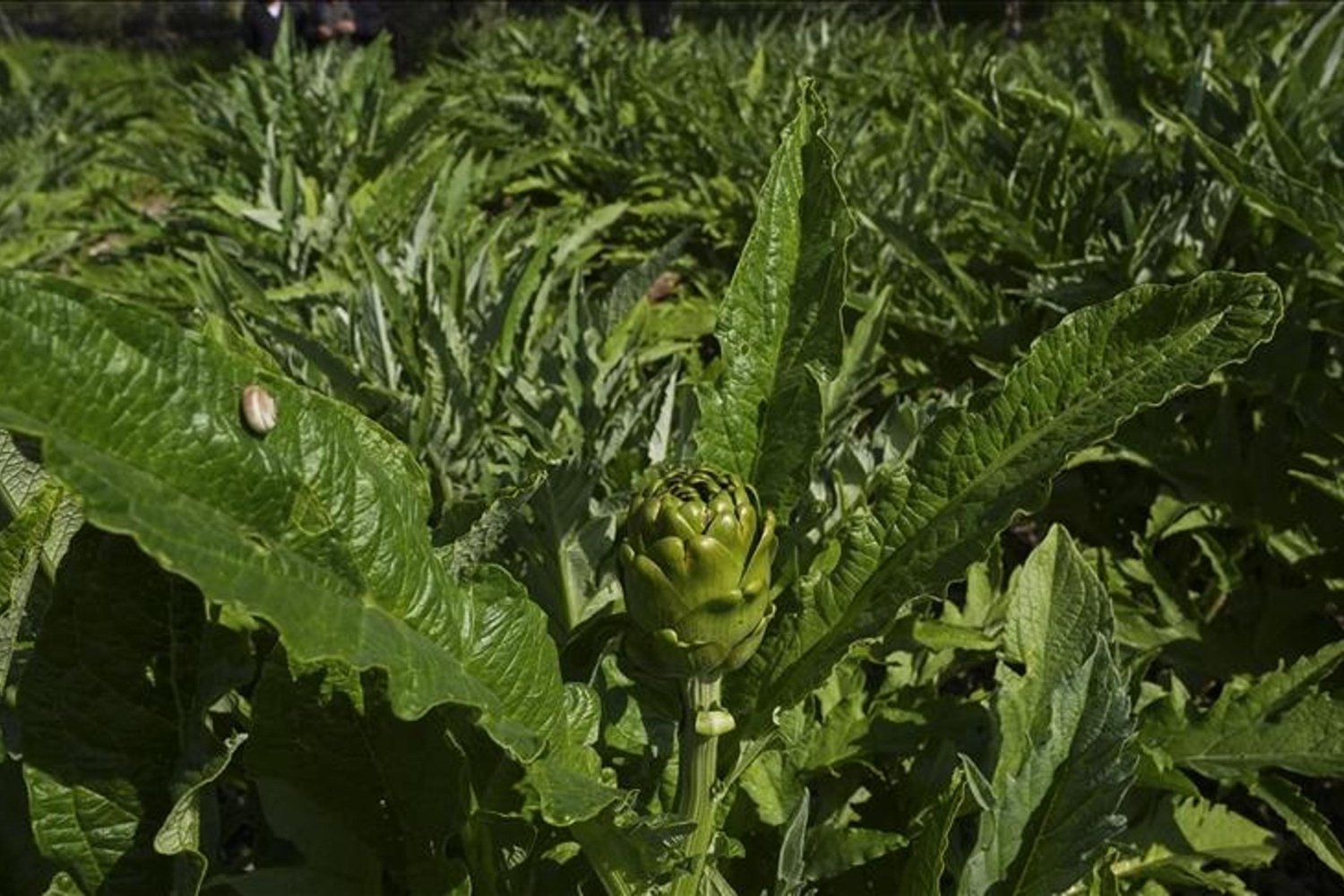 Enginarın Hasat Dönemi ve Yüksek Verimle Gelen Bereketli Sezon
