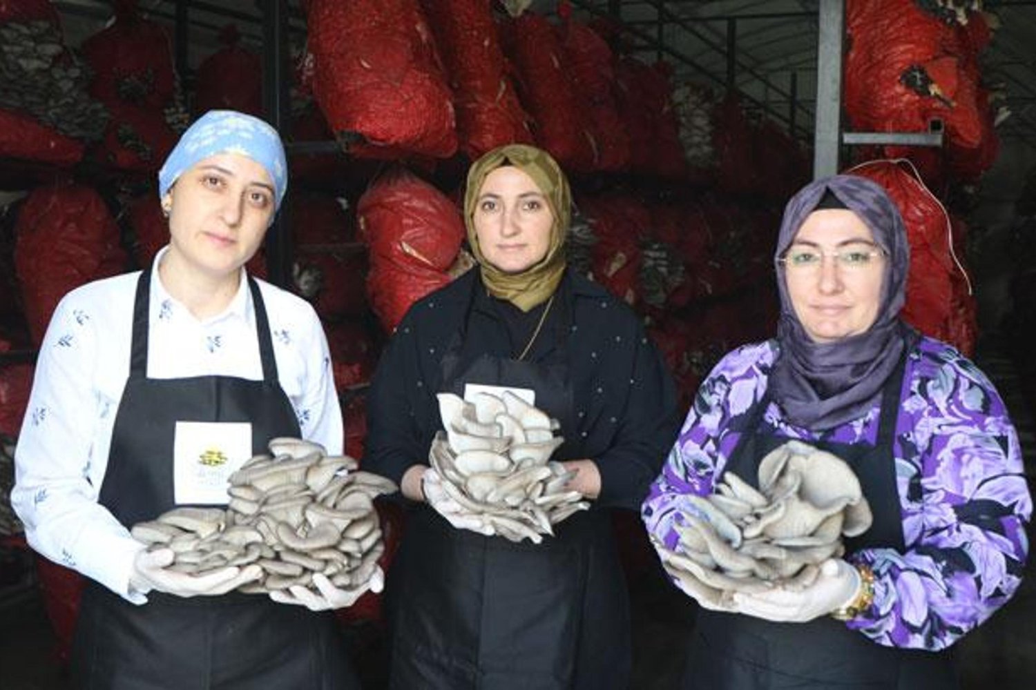 Karadeniz'de Kadın Girişimi: İstiridye Mantarı Üretiminde Büyük Başarı