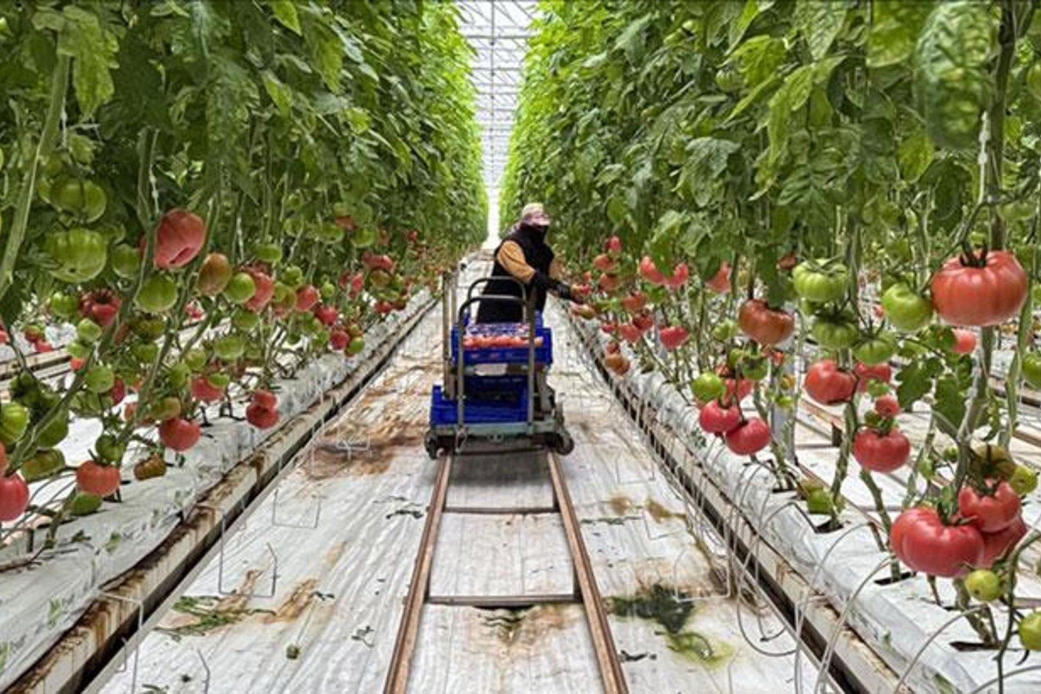 Güneş Enerjisi ile Domates Üretiminde Devrim: Elazığ'da Serada Yüzde 50 Tasarruf