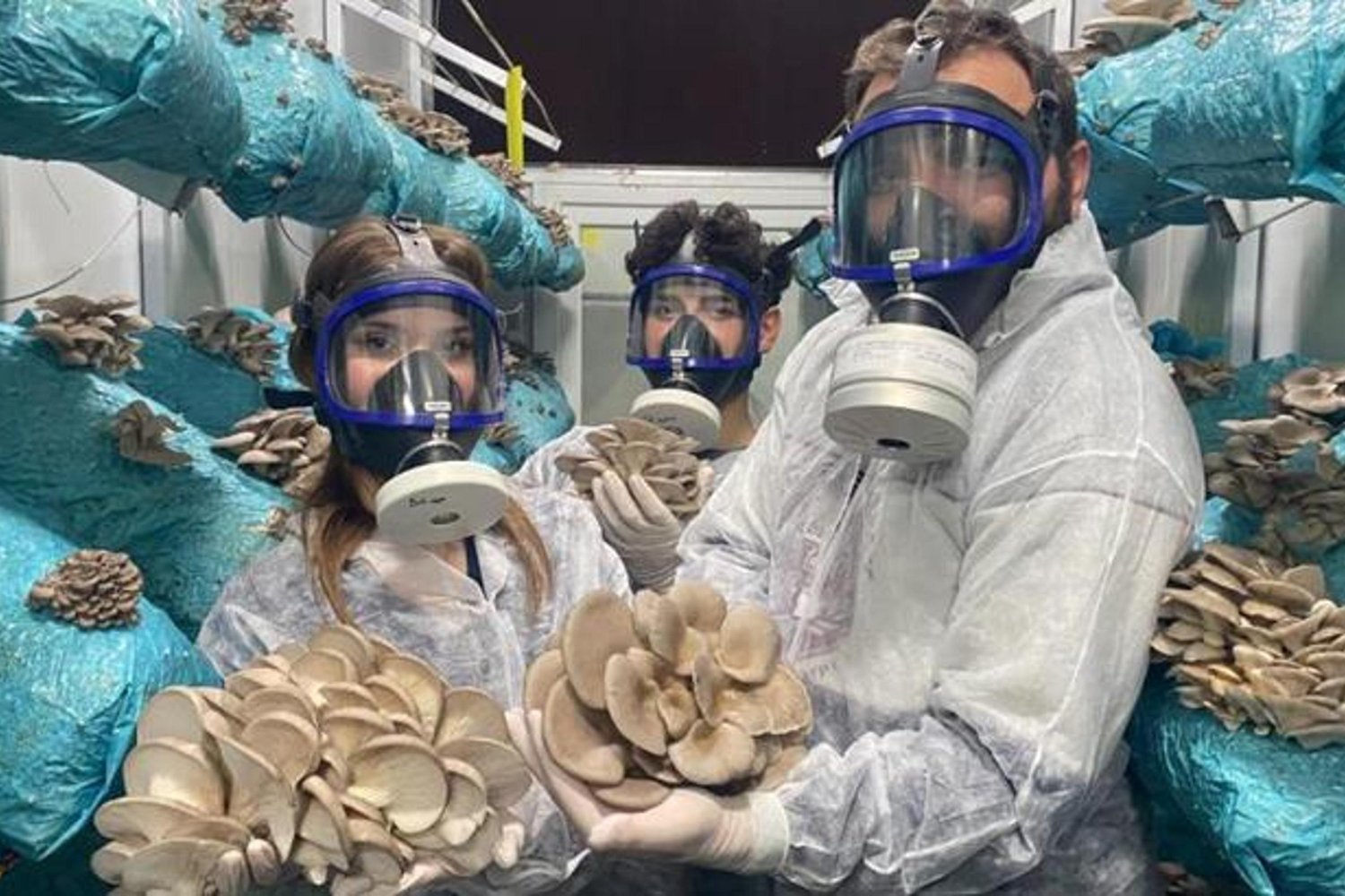 Yüksek Verimli Mantar Üretimi: Antalya'da 1000 Metrekarelik Fabrika Kuruldu