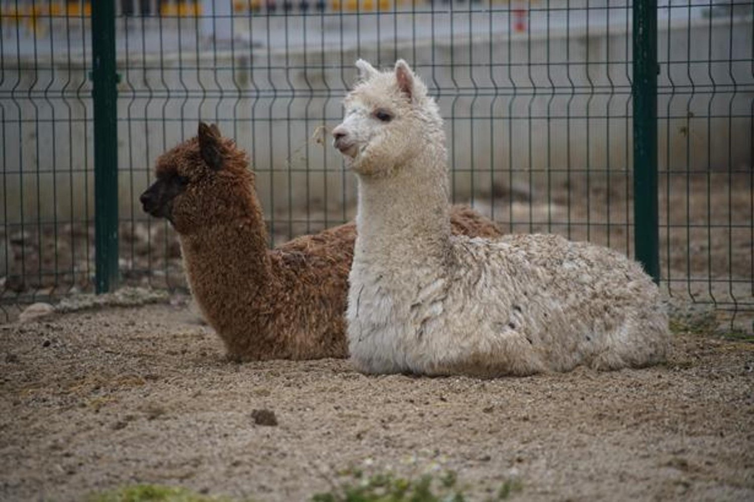 İpsala Sınır Kapısı'nda Alpaka ve Cins Hayvan Operasyonu: Kaçakçılık Şüphelisi Gözaltında