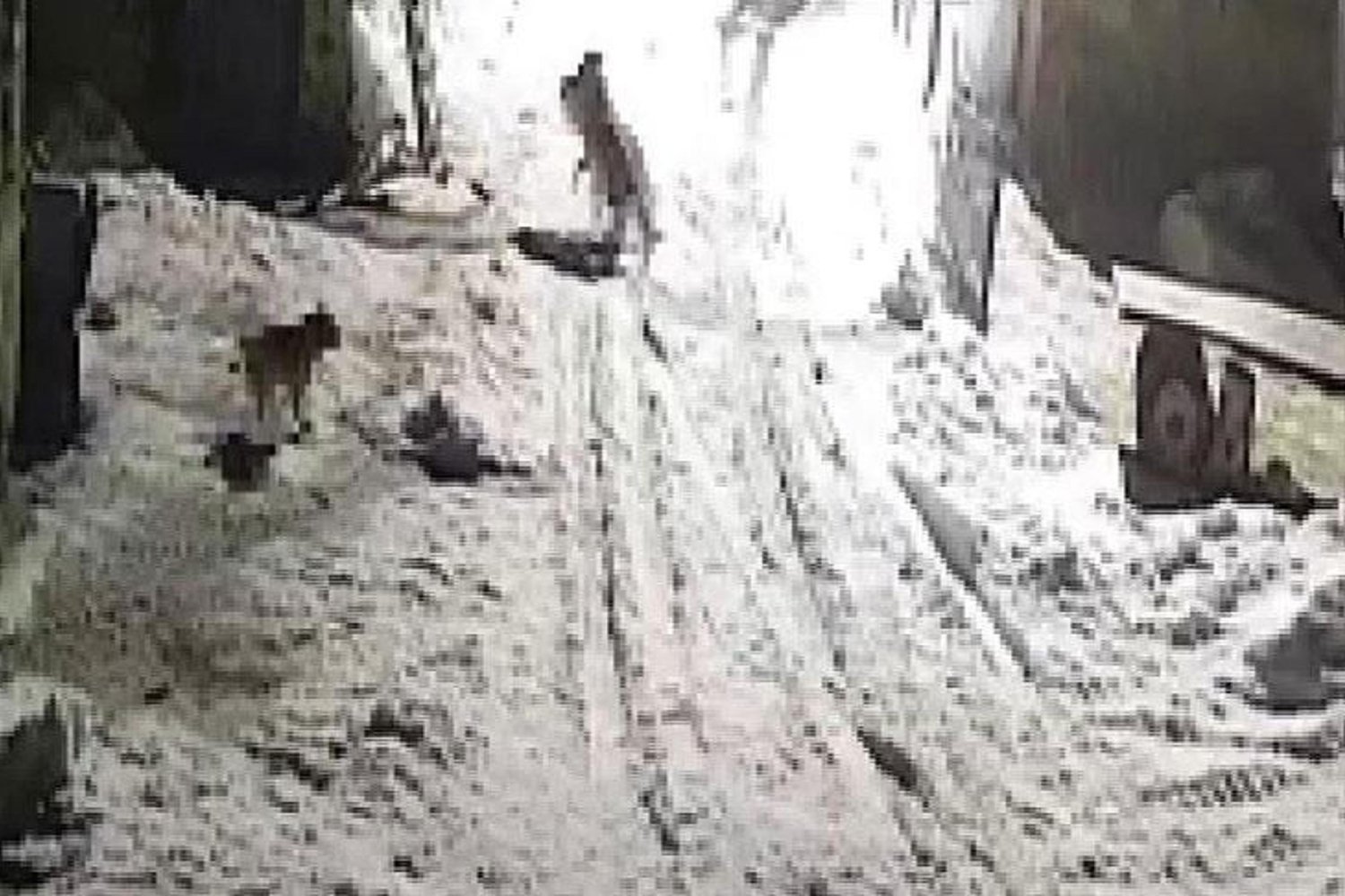 Kurtlar Kent Merkezinde Vahşi Anlar Yaşattı: Sokaklarda Yaralanan Köpeği Saldırıp Götürdü