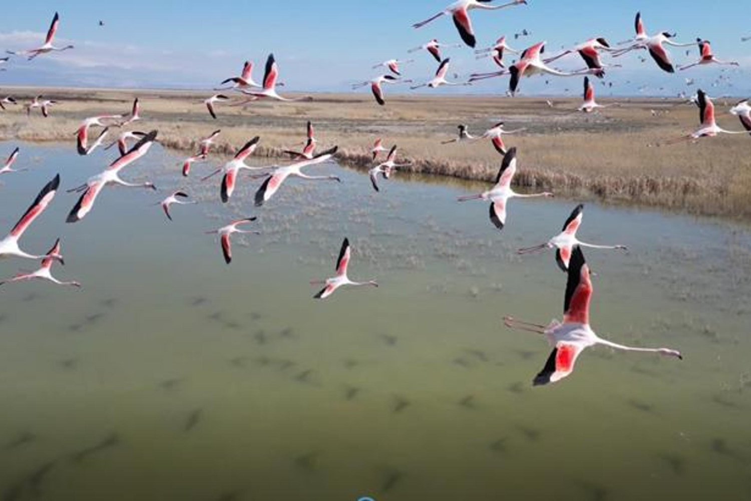 Flamingolar Kayseri'de Dron ile Görüntülendi: Doğal Yaşam Yeniden Canlanıyor