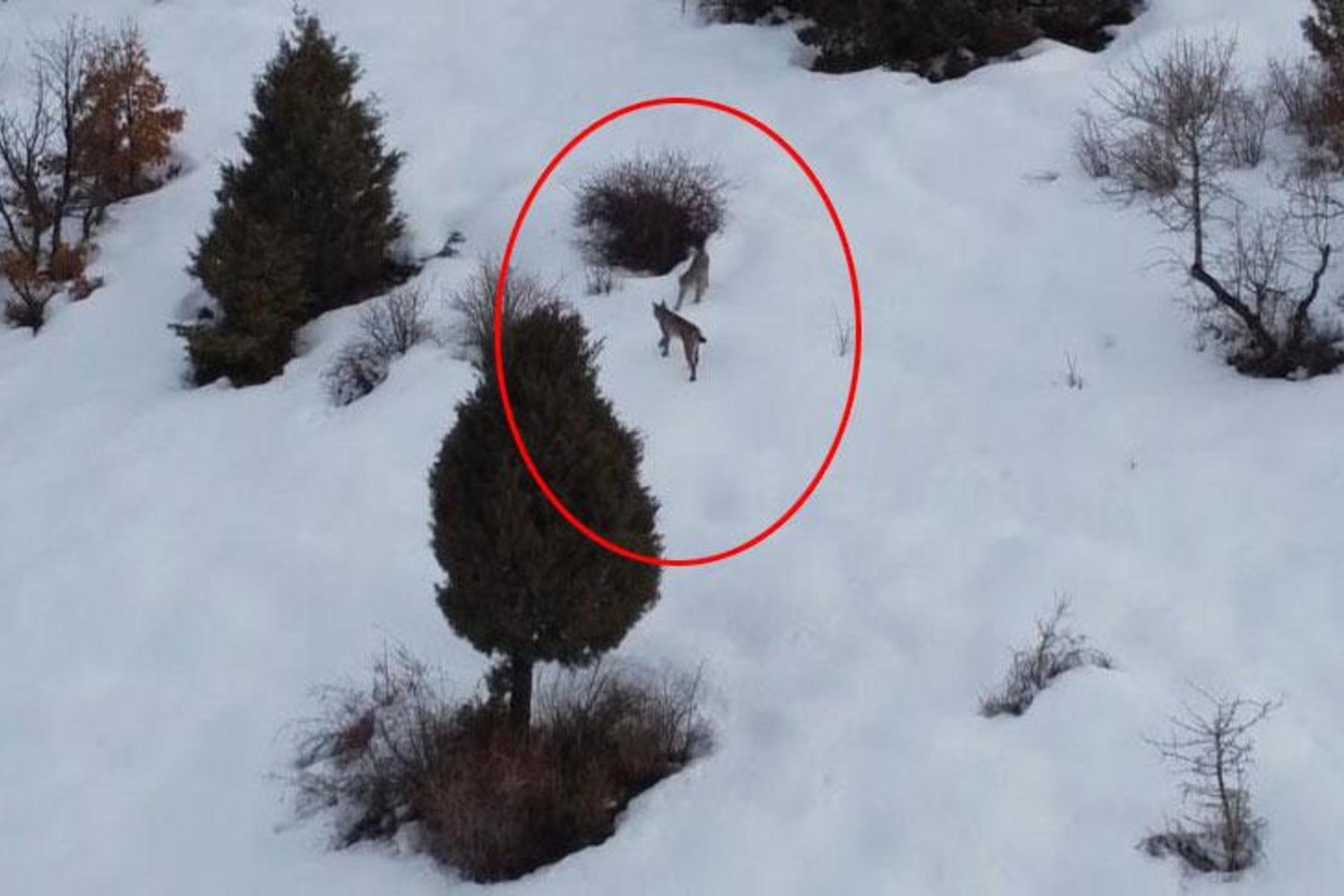 Vaşak Nadir Görüntüleriyle Rastlandı: Tükenme Tehdidi Altında Başarıyla Kamerada