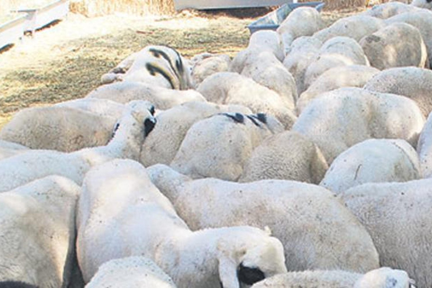 Yatırımde Yeni Fırsat: Ziraat Bankası Destekli 3 Yıllık Proje