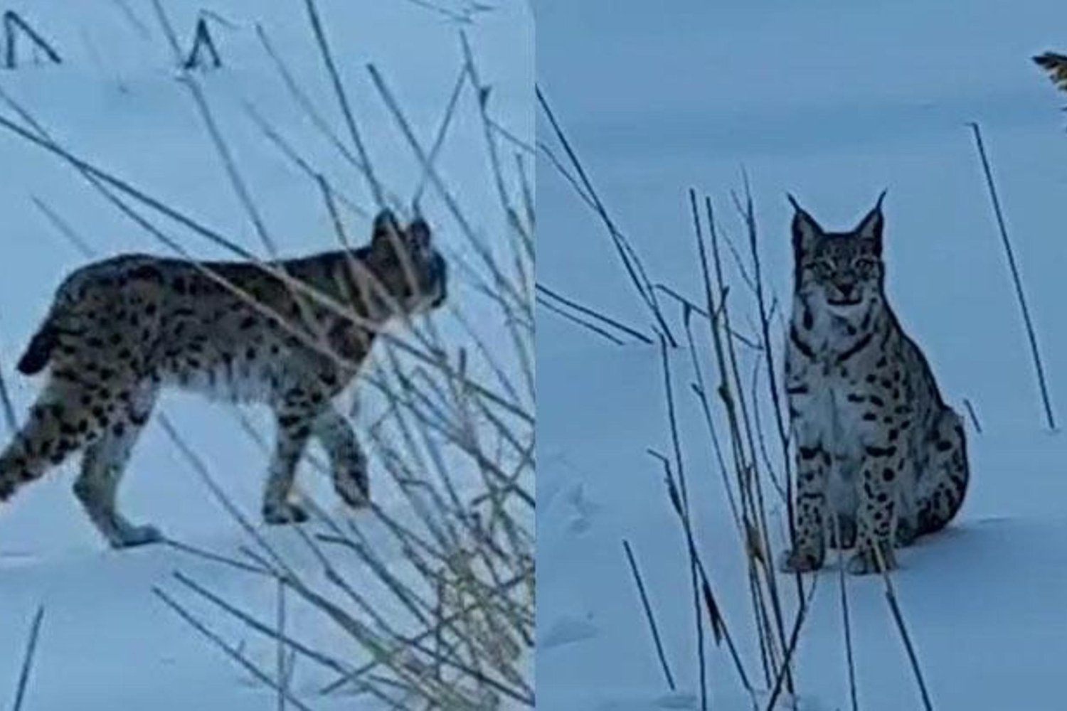 Yurt Dışından Gelen Vaşak Köyde Görüldü, Heyecanlandırdı