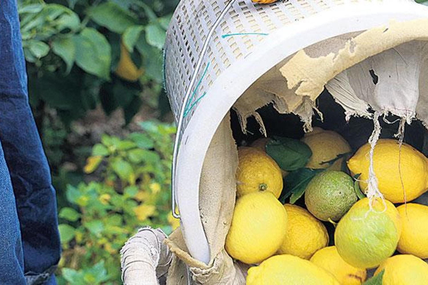 Limon Fiyatlarında Dalgalanma ve İthalatla Güvence Altına Alınan Üretici