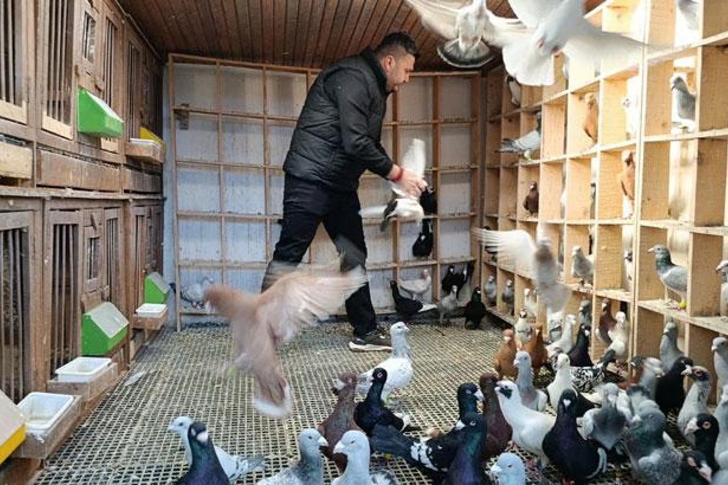 Güvercin Yetiştiriciliğiyle Milyonları Aşan Kazanç Sağlayan Hasan Çetinkaya