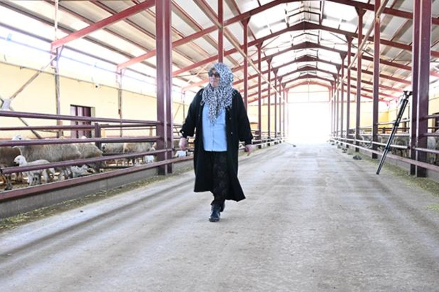 Hayvancılıkla Toplam 800 Koyuna Ulaştı, Hibe Destekli Başarı Hikayesi