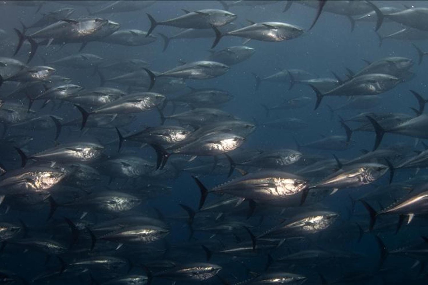 Türkiye'de Mavi Yüzgeçli Orkinos Avcılığı 2026-2028 Yılları Arasında Planlanıyor