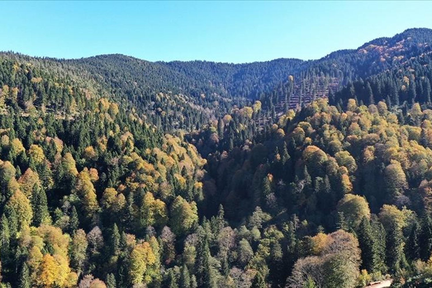 Orman Envanteri ve Koruma Çalışmalarında Çarpıcı Artışlar